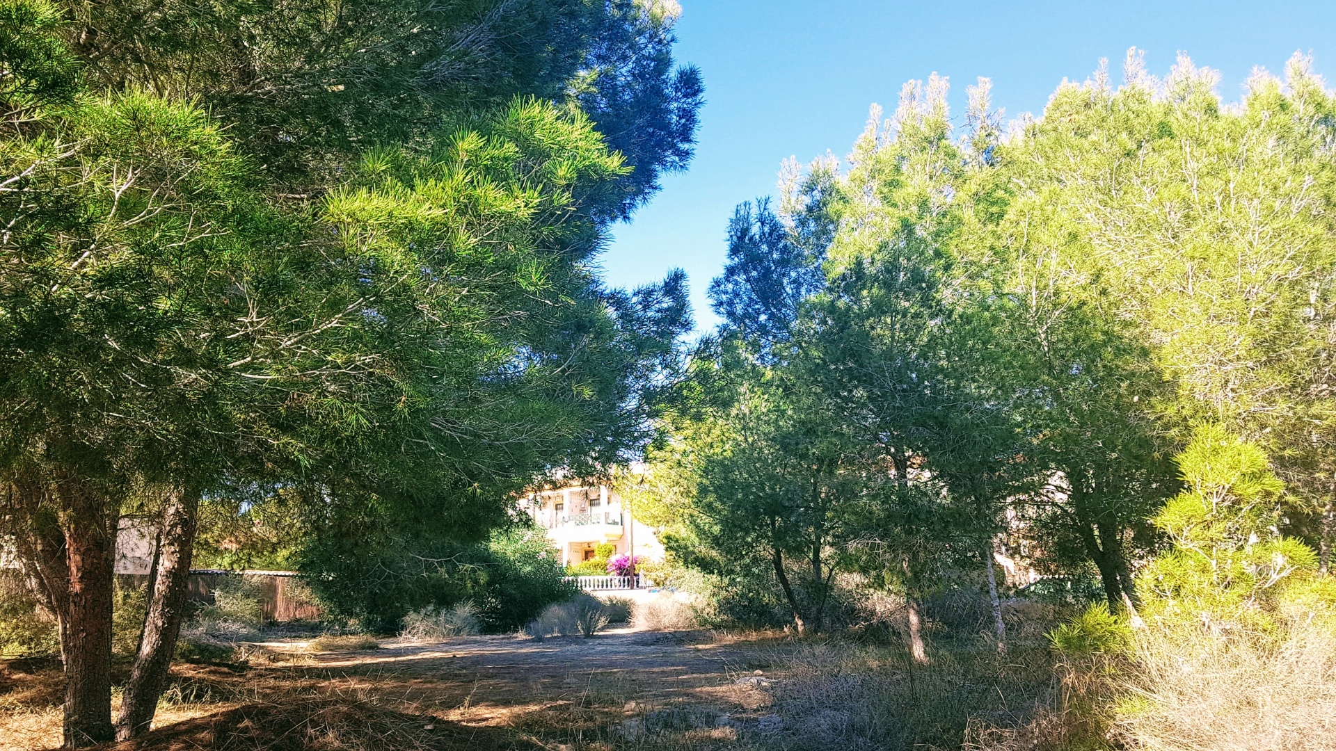 Wederverkoop - Land - Algorfa - Montemar