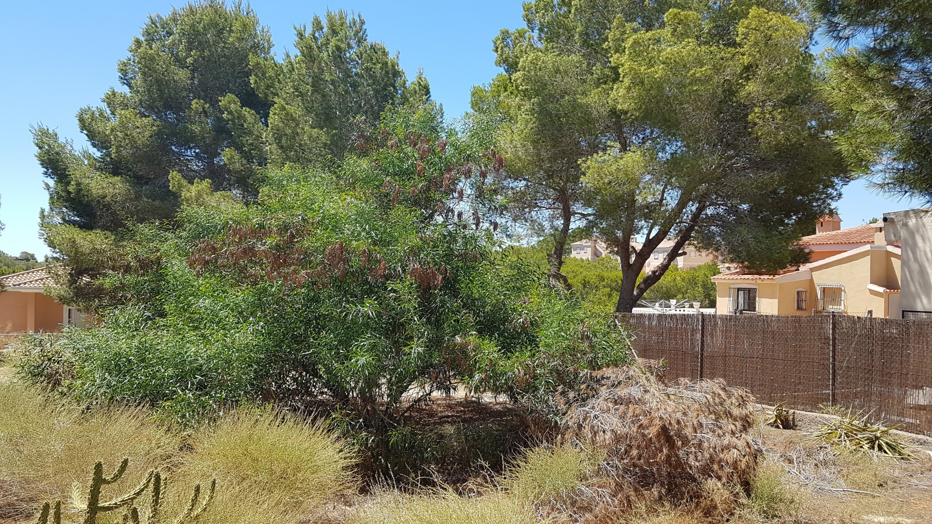 Wederverkoop - Land - Algorfa - Montemar