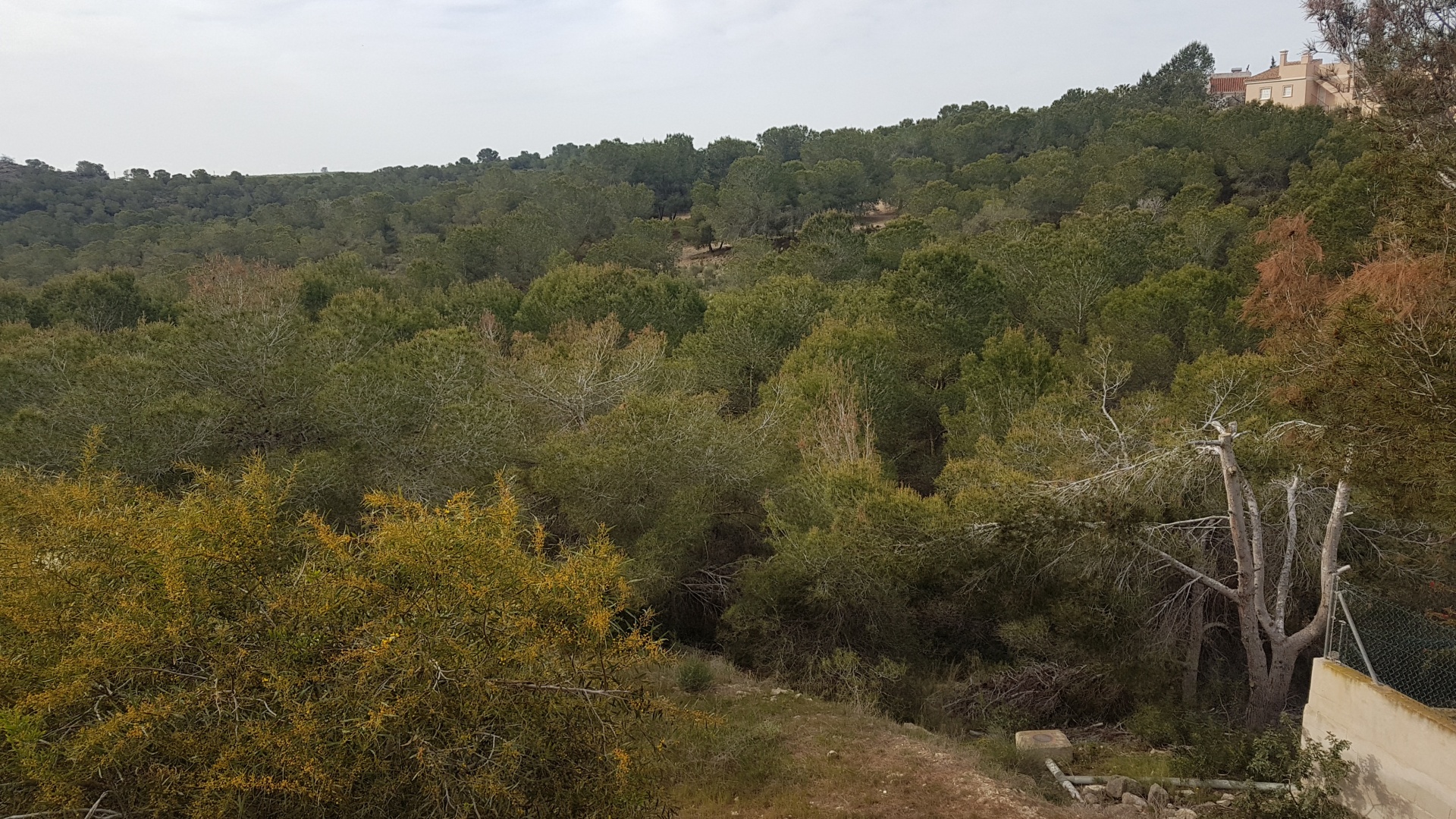 Wederverkoop - Land - Algorfa - Montemar