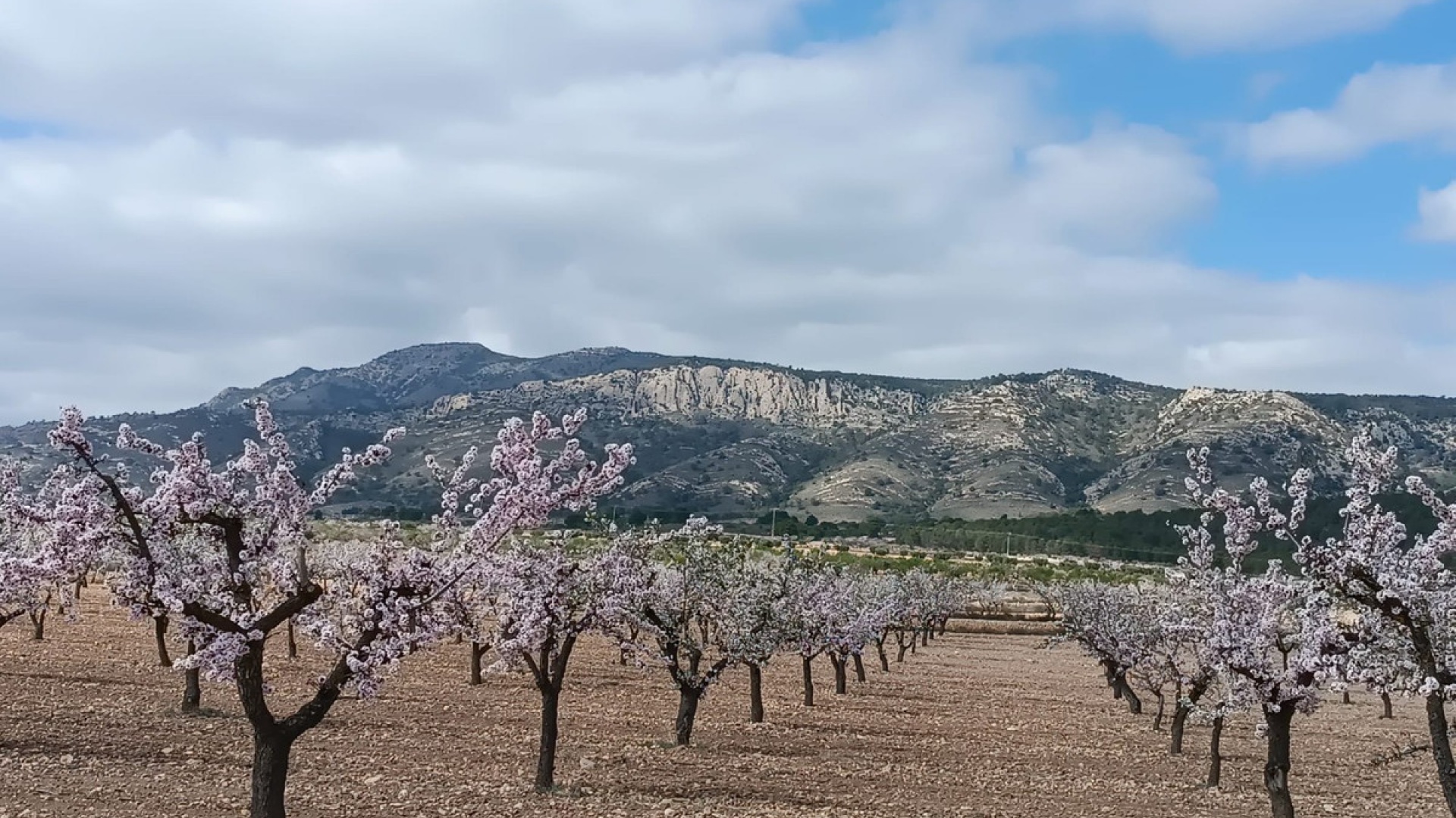 Wederverkoop - Land - Jumilla - Jumilla Centro