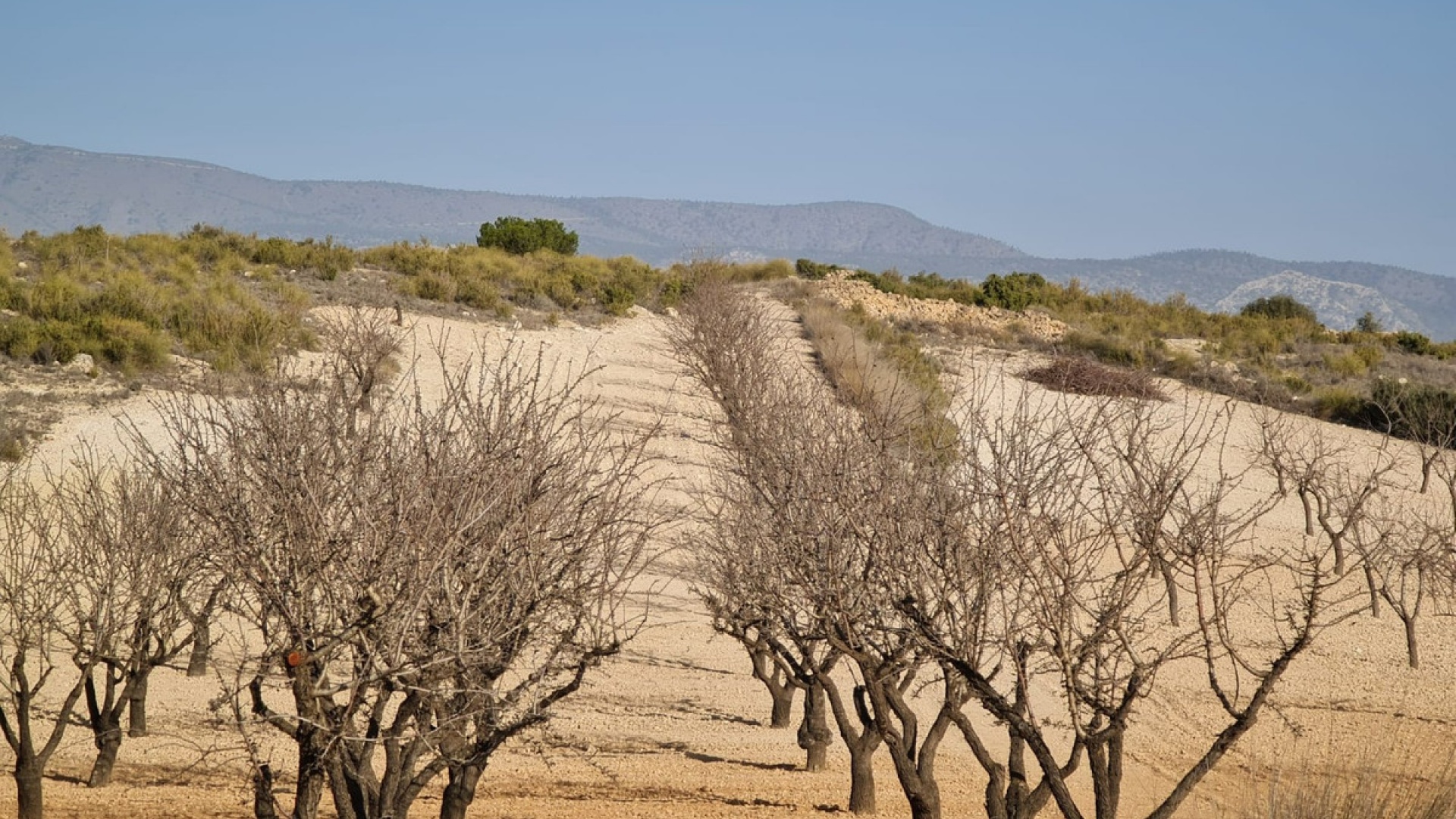 Wederverkoop - Land - Jumilla - Jumilla Centro