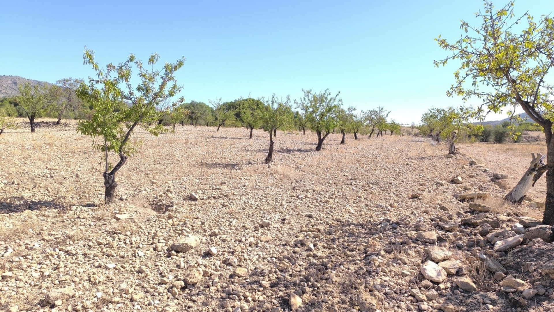 Wederverkoop - Land - Monóvar - Monòver - Monóvar - Monòver Centro