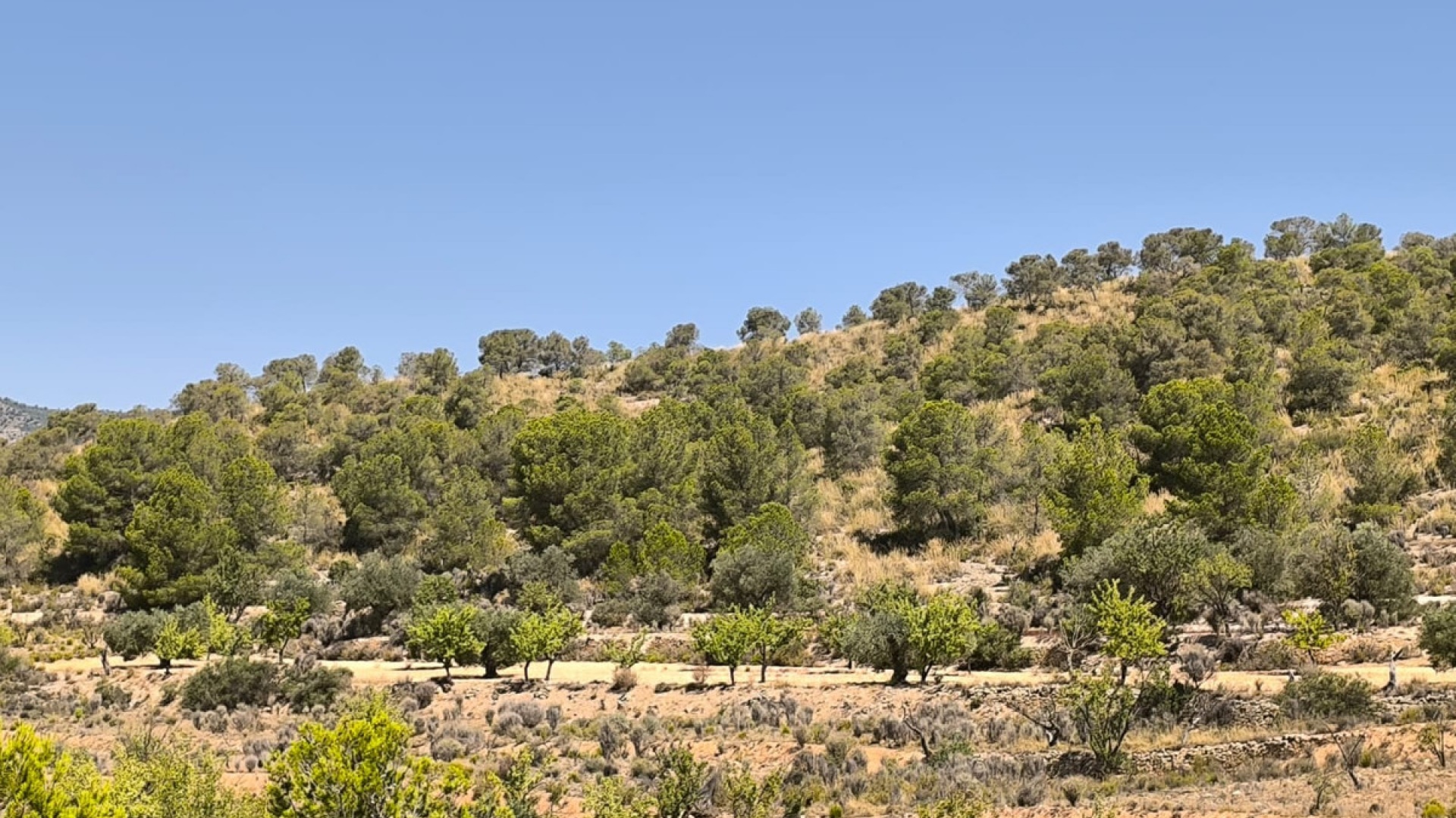 Wederverkoop - Land - Monóvar - Monòver - Monóvar - Monòver Centro