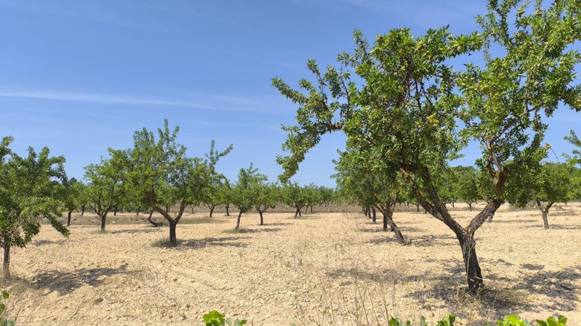 Wederverkoop - Land - Monóvar - Monòver - Monóvar - Monòver Centro