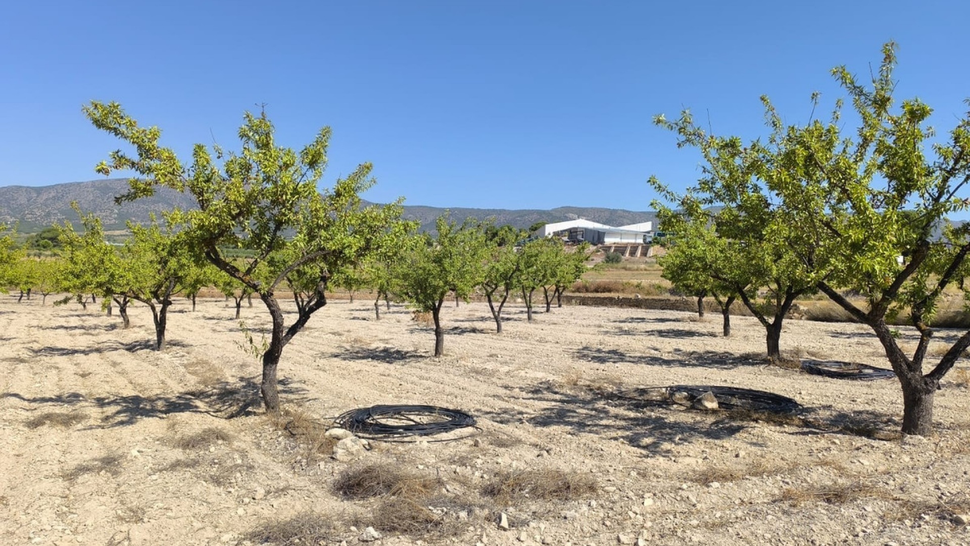 Wederverkoop - Land - Monóvar - Monòver - Monóvar - Monòver Centro