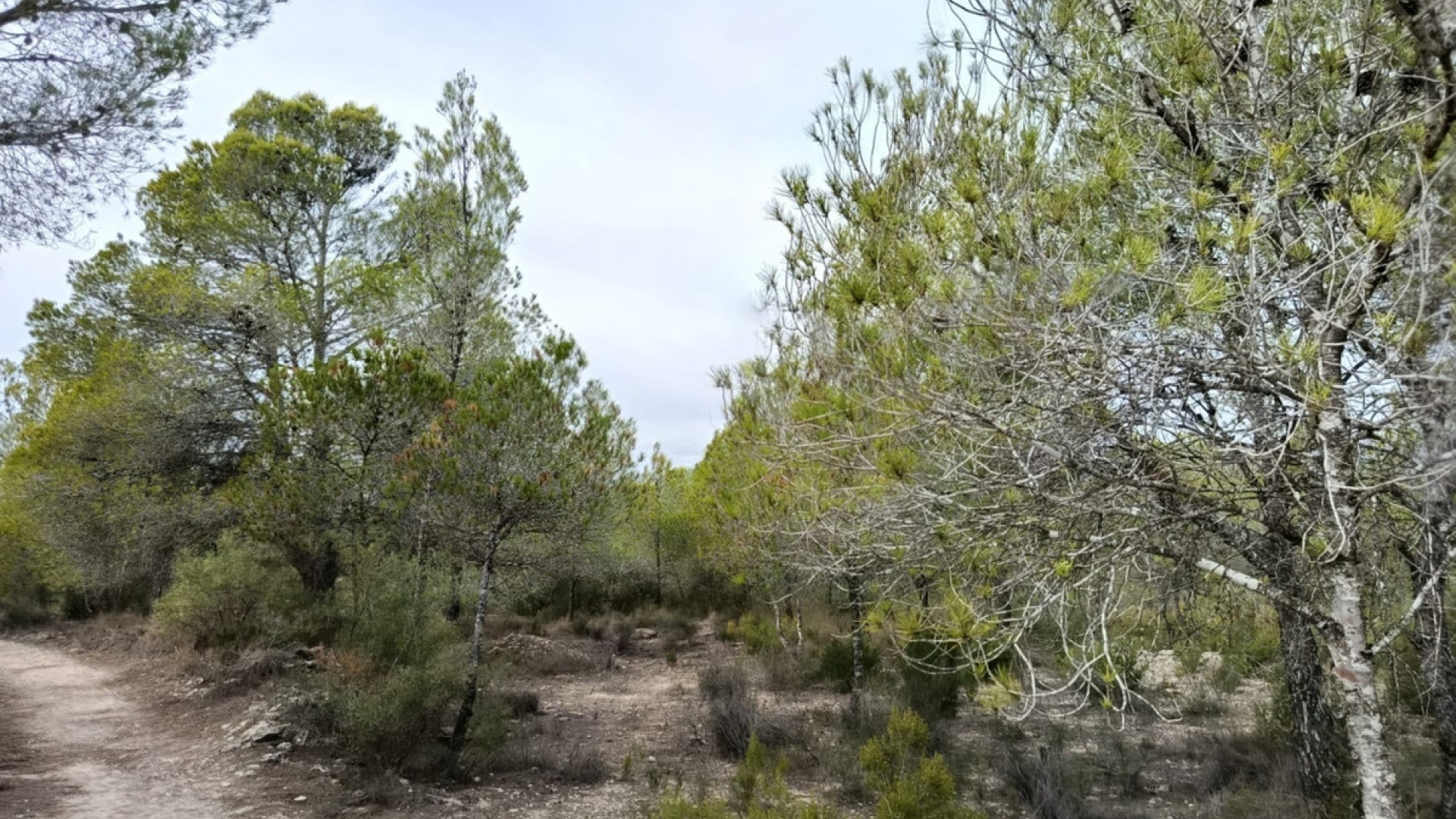 Wederverkoop - Land - Monóvar - Monòver - Monóvar - Monòver Centro