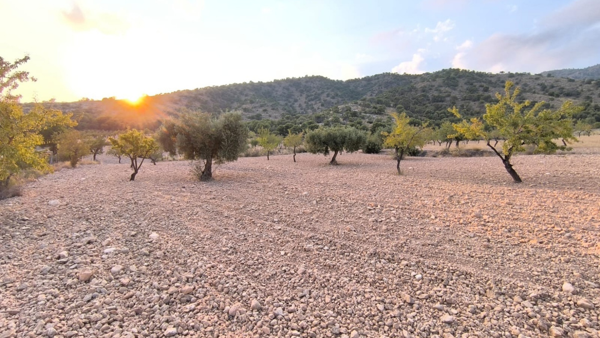 Wederverkoop - Land - Pinoso - Pinoso Centro