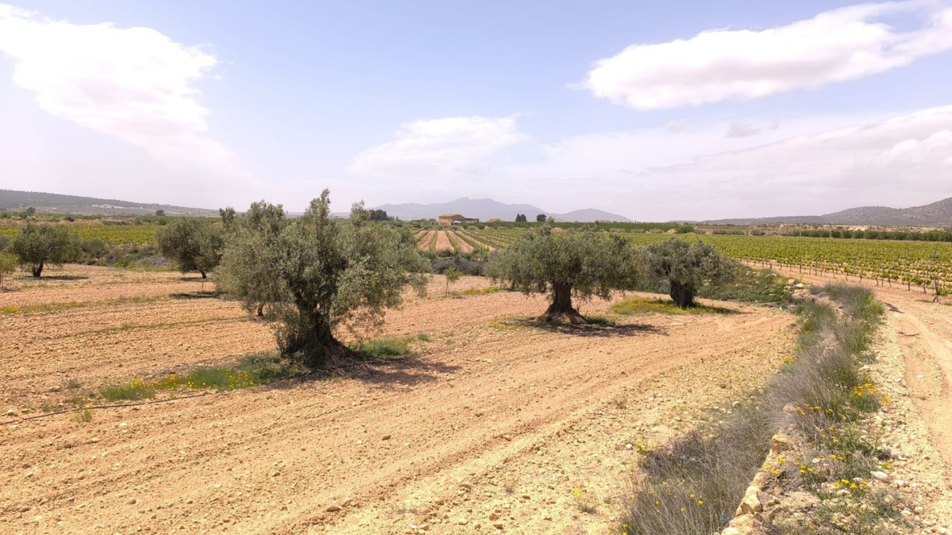 Wederverkoop - Land - Pinoso - Pinoso Centro