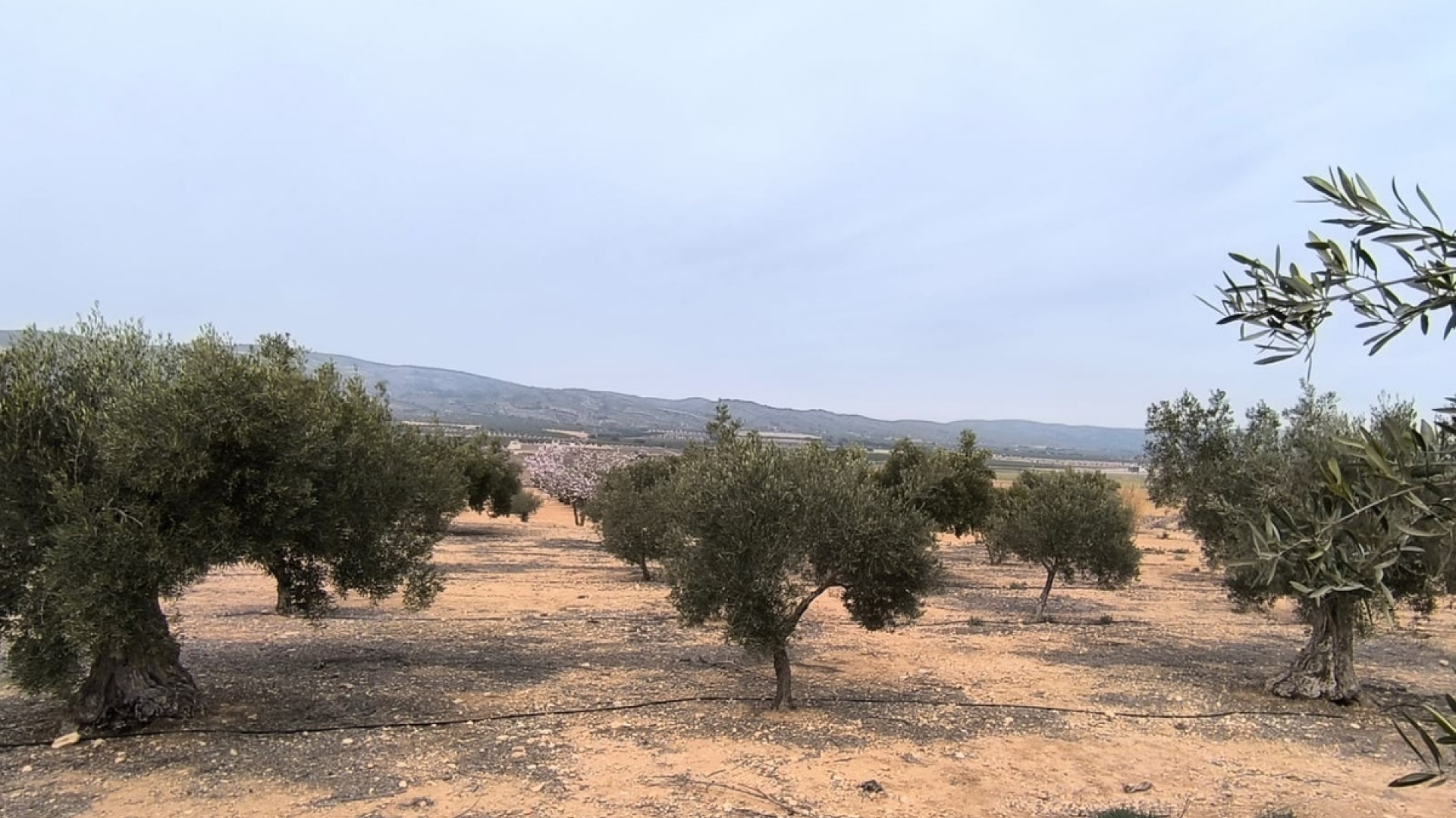 Wederverkoop - Land - Villena - Villena Centro