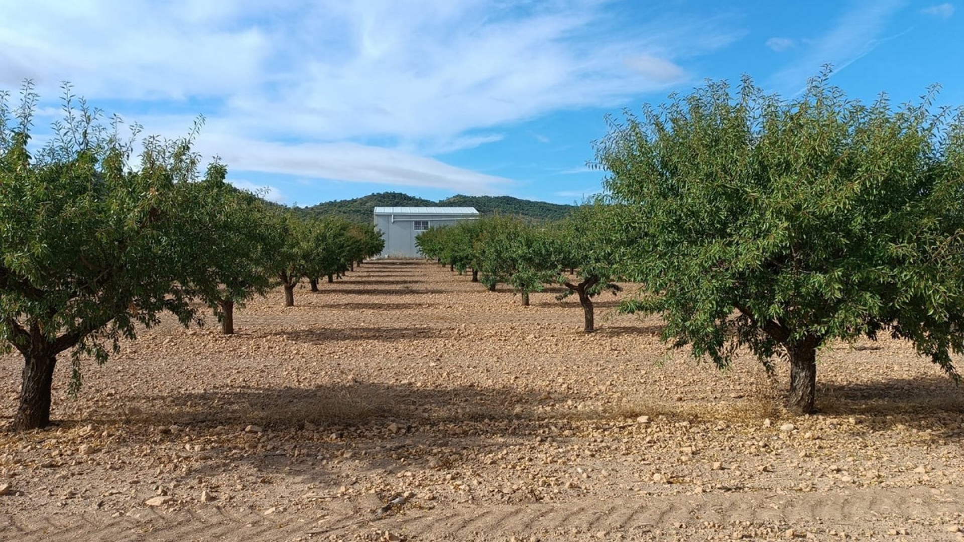 Wederverkoop - Land - Yecla - Yecla Centro