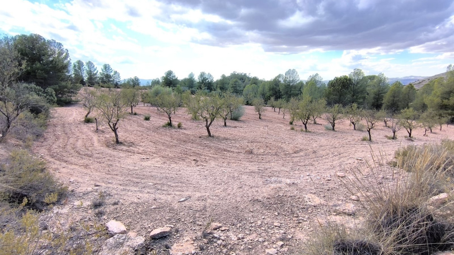 Wederverkoop - Land - Yecla - Yecla Centro