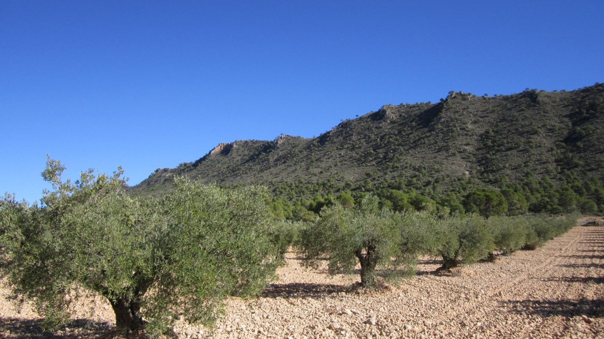 Wederverkoop - Land - Yecla - Yecla Centro