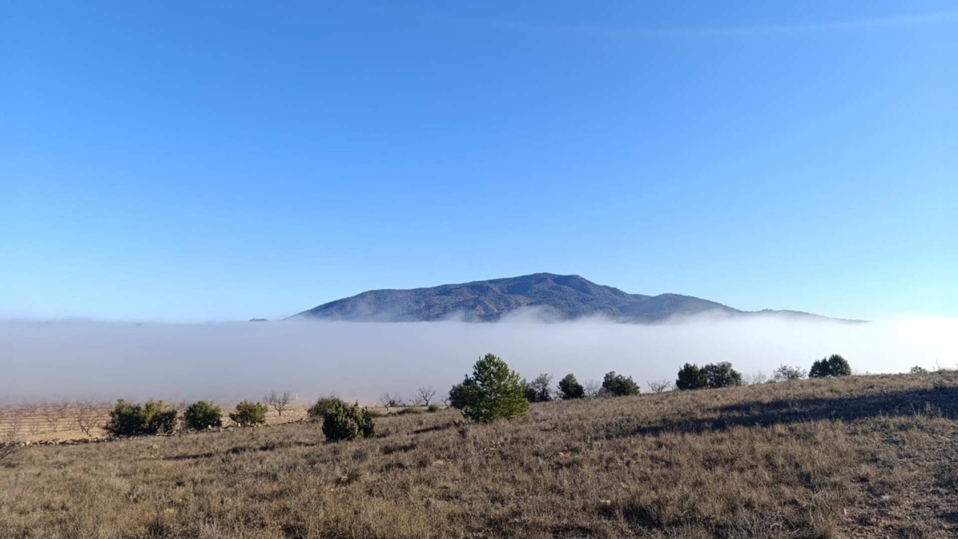 Wederverkoop - Land - Yecla - Yecla Centro
