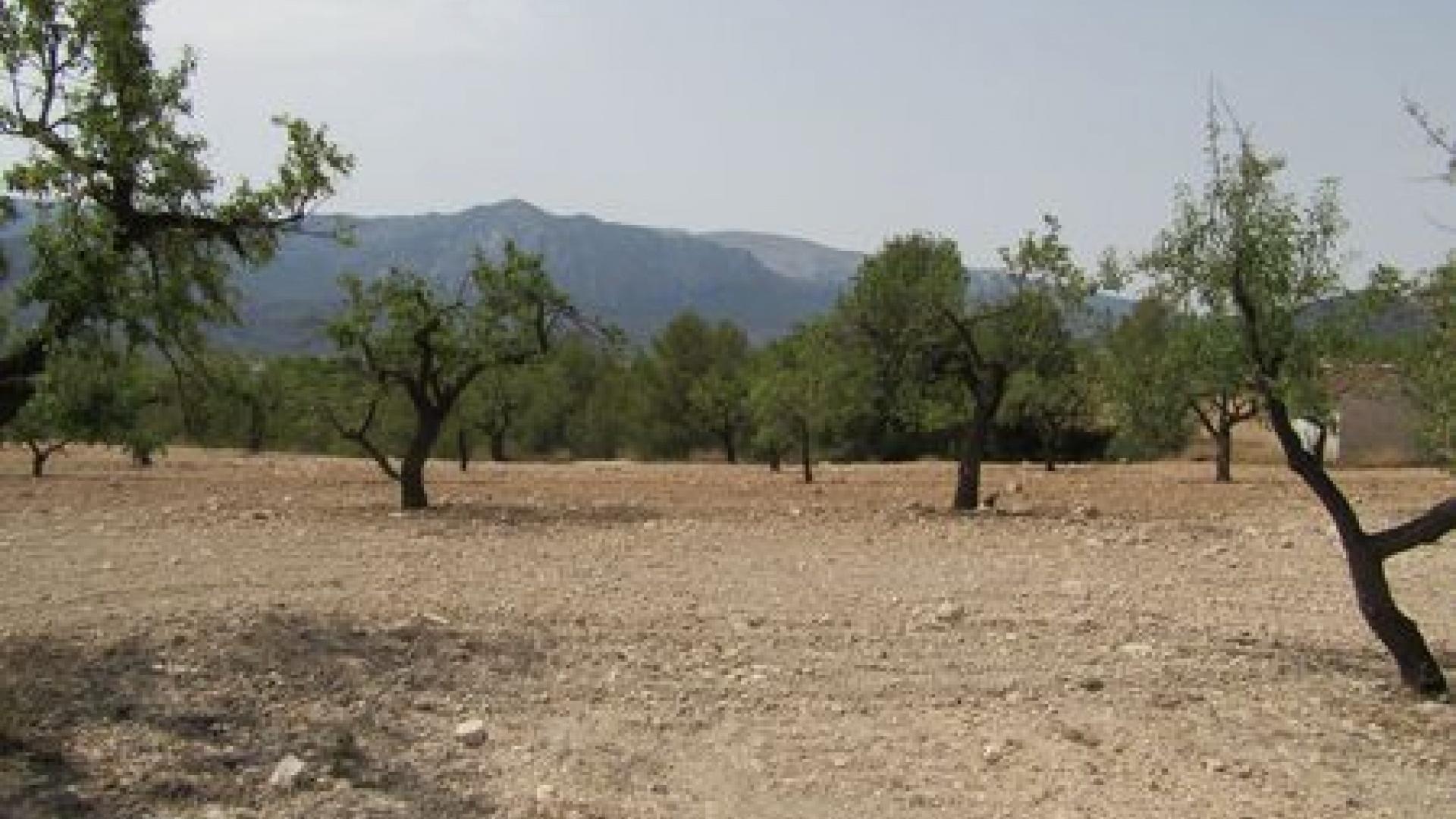 Wederverkoop - Verhaallijn - Murcia