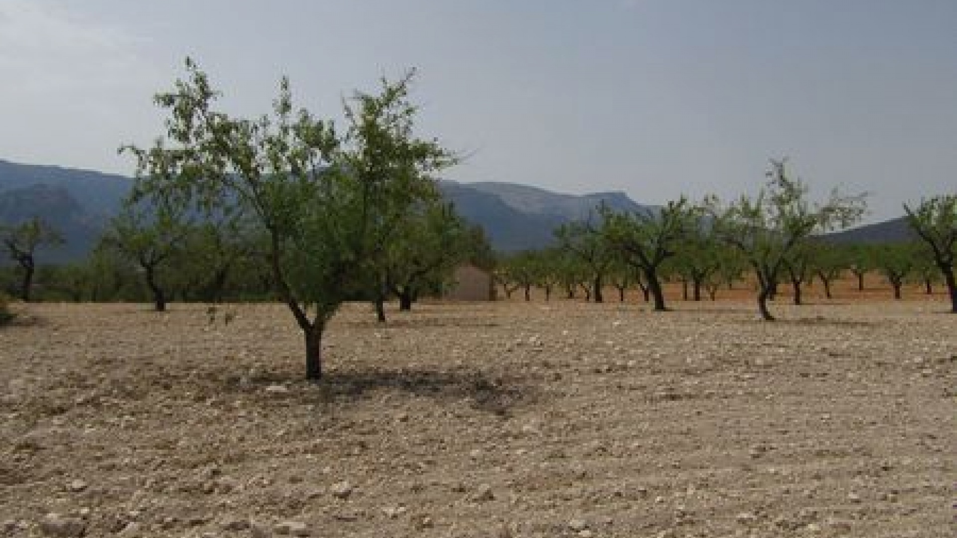 Wederverkoop - Verhaallijn - Murcia