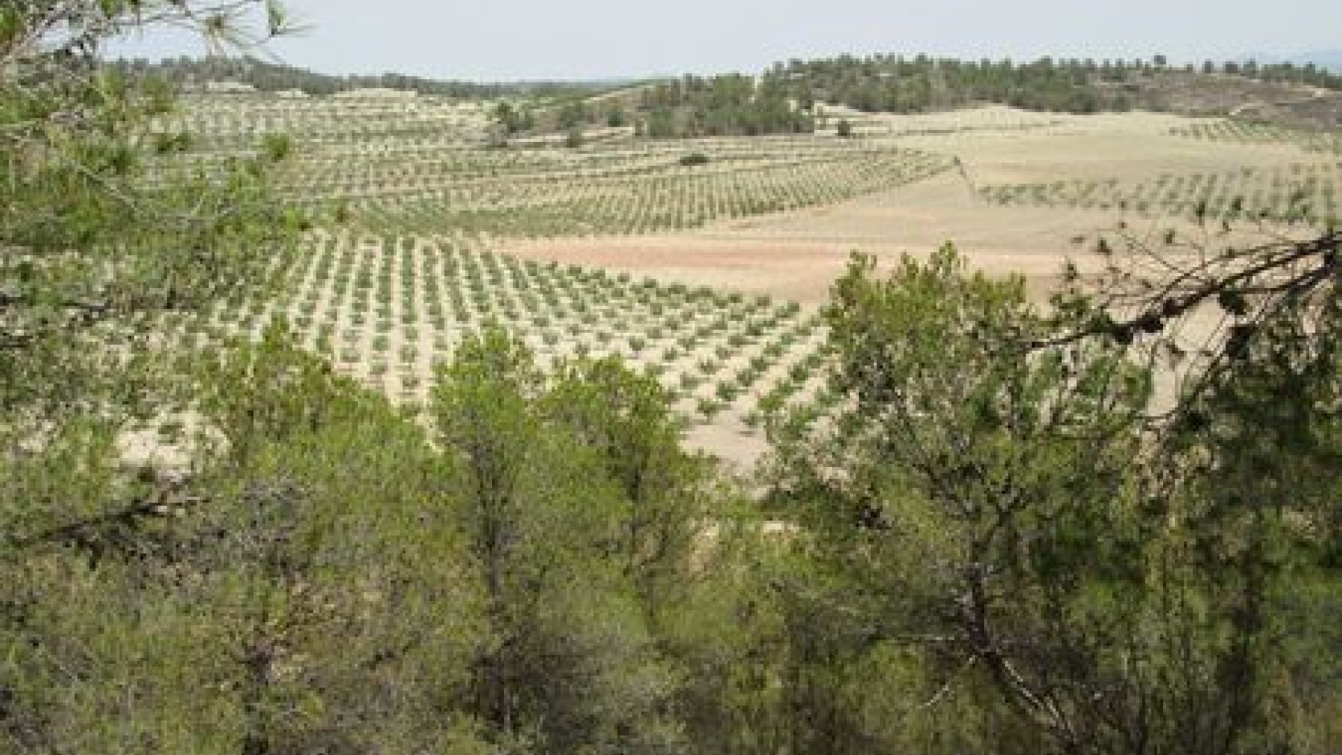 Wederverkoop - Verhaallijn - Murcia