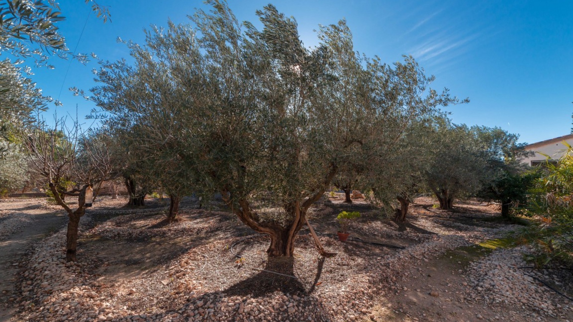 Wederverkoop - Villa - Albatera - albatera