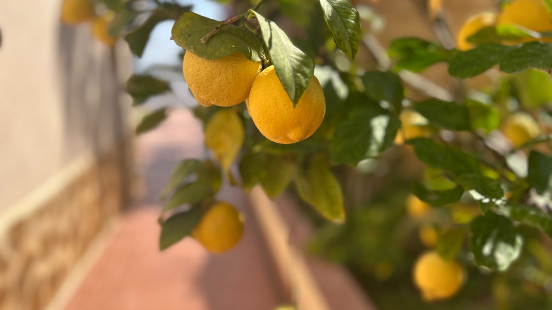 Wederverkoop - Villa - Algorfa - Lomas de La Juliana