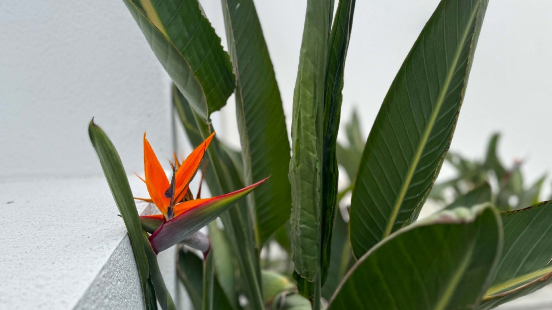 Wederverkoop - Villa - Los Balcones