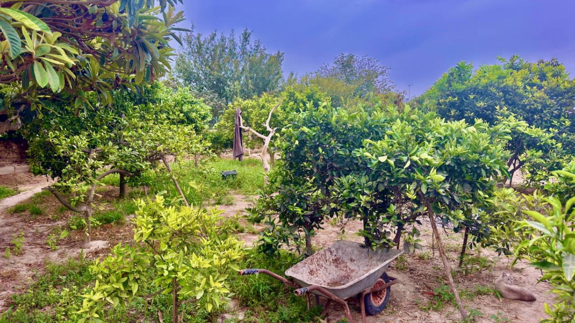 Wiederverkauf - Country Property - Rojales - Cuidad Quesada