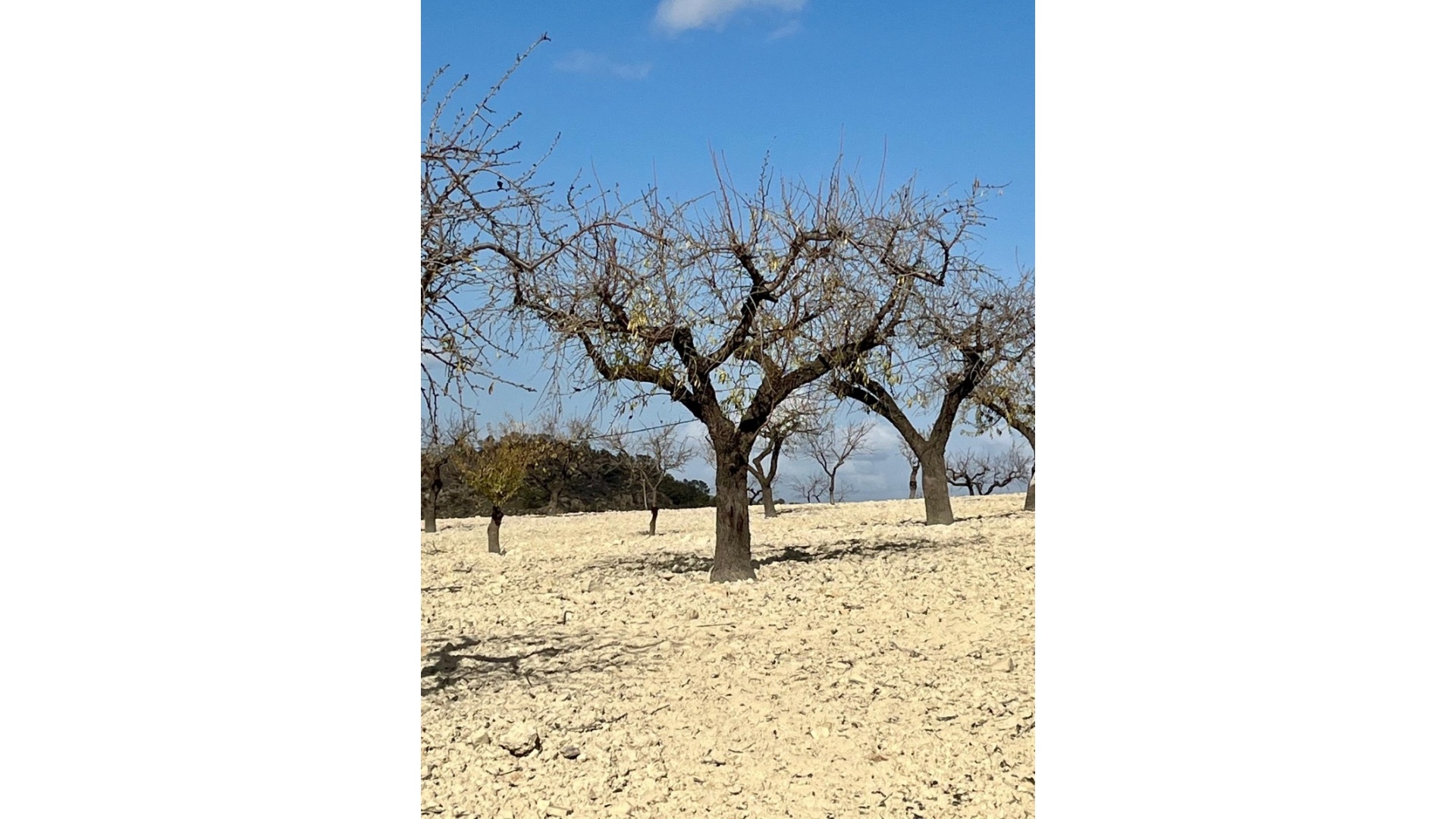 Wiederverkauf - Handlung - Bullas - Costa Calida