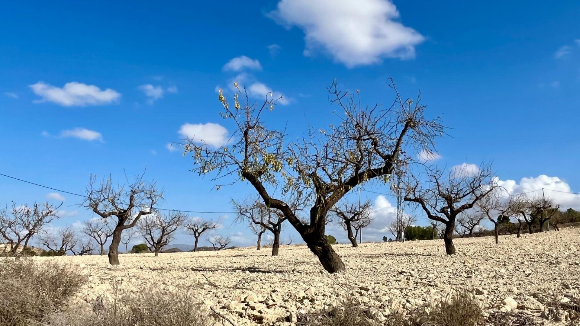Wiederverkauf - Handlung - Bullas - Costa Calida