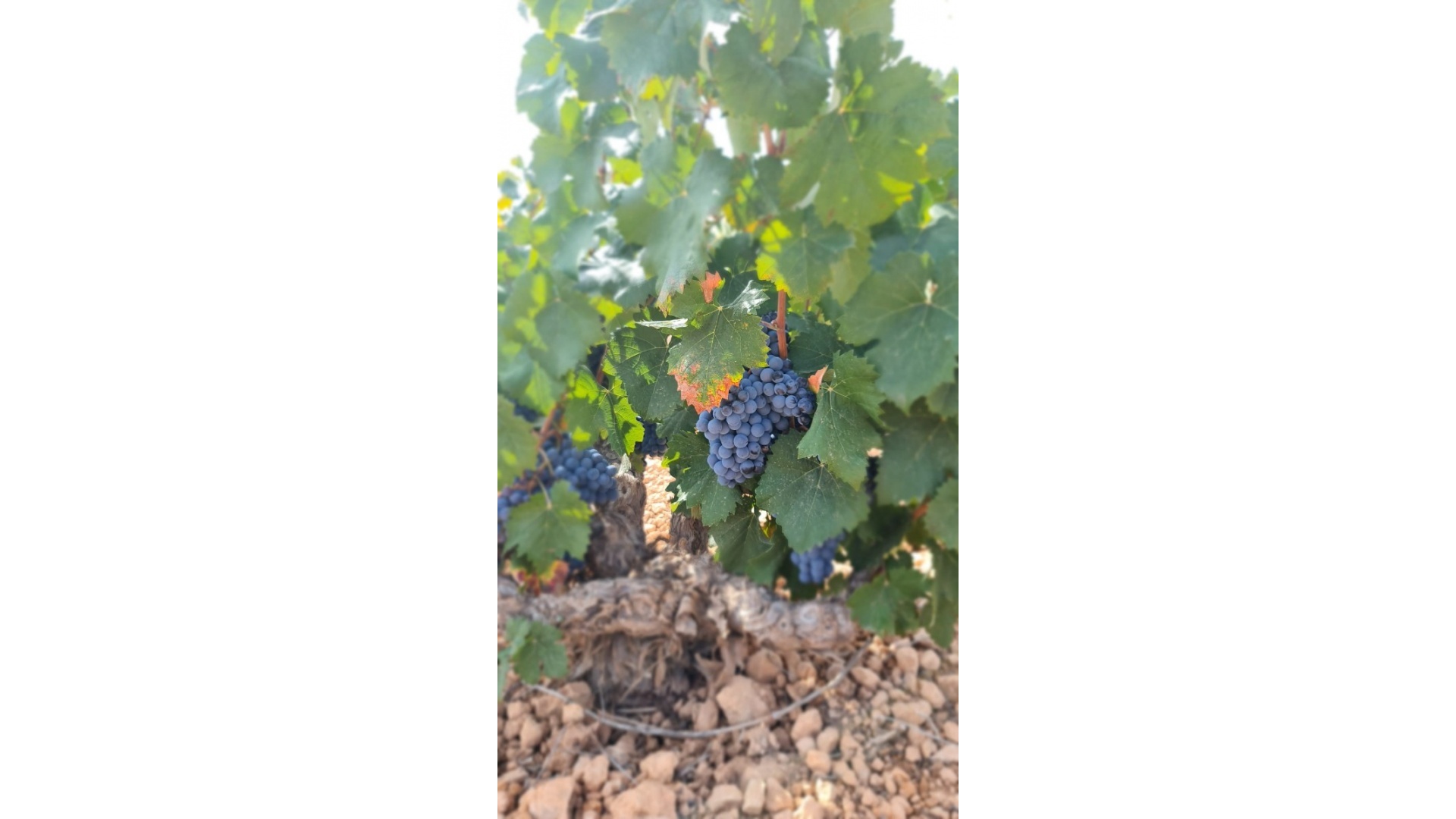 Wiederverkauf - Land - Abanilla - Abanilla Centro