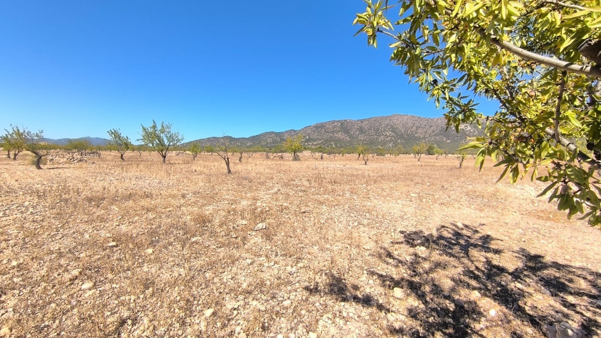 Wiederverkauf - Land - Monóvar - Monòver - Monóvar - Monòver Centro