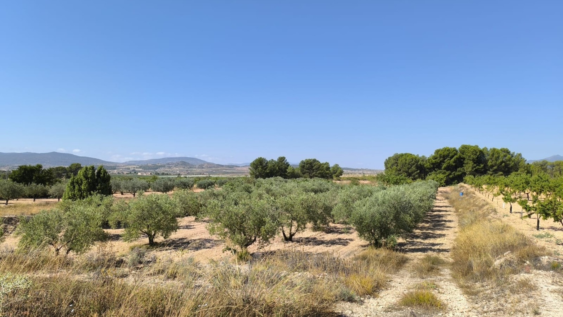 Wiederverkauf - Land - Monóvar - Monòver - Monóvar - Monòver Centro