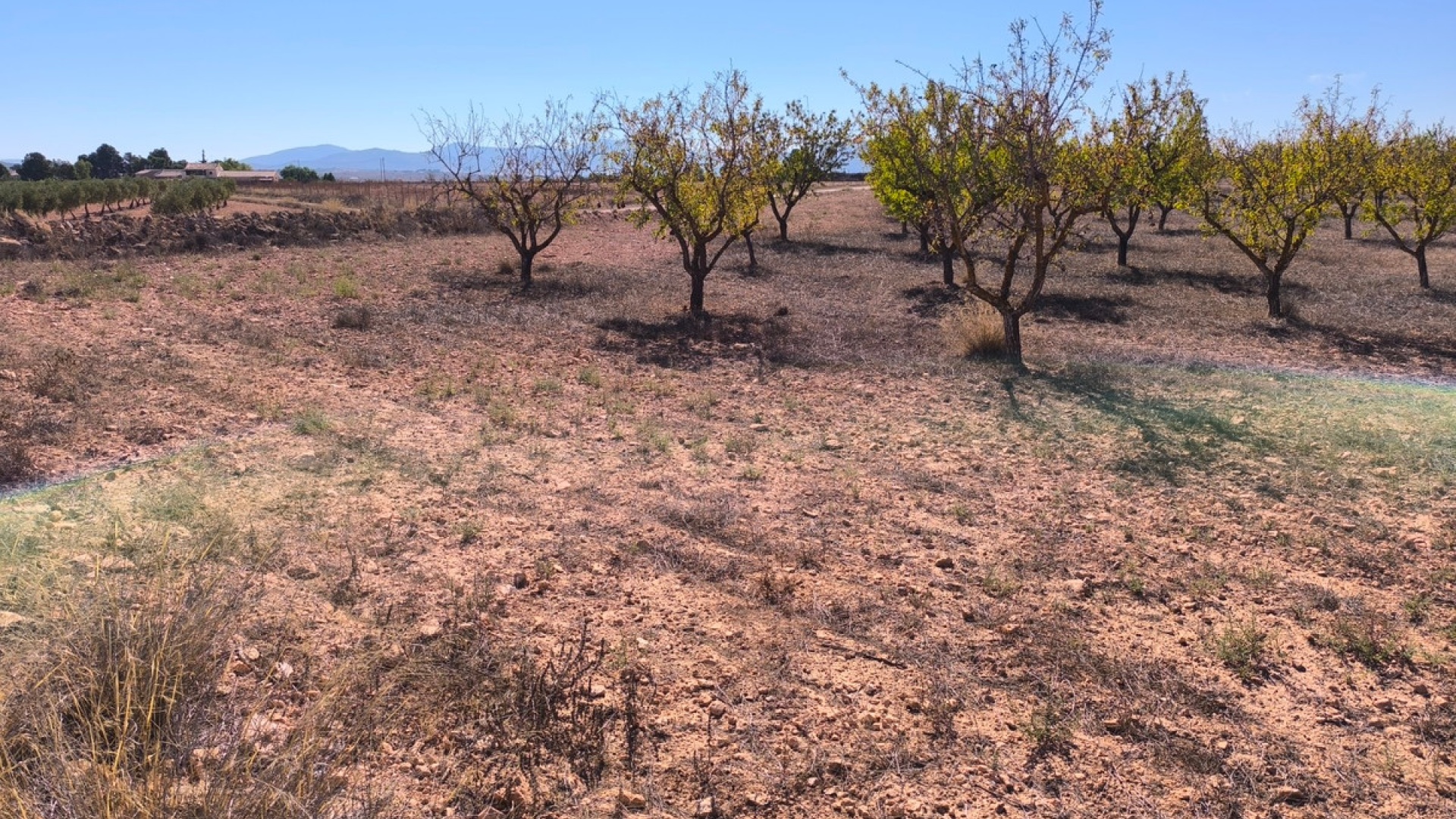 Wiederverkauf - Land - Pinoso - Pinoso Centro