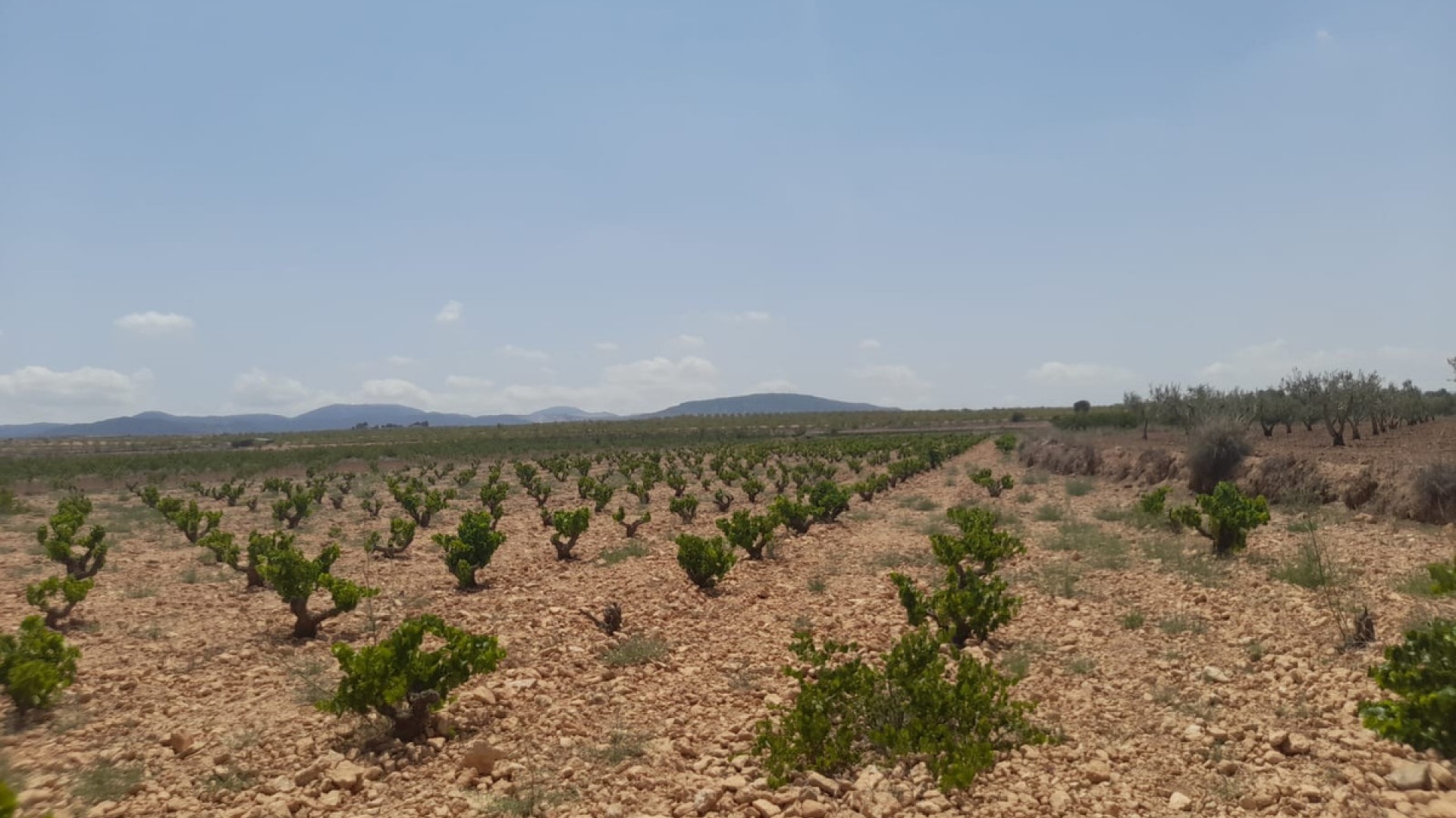 Wiederverkauf - Land - Pinoso - Pinoso Centro