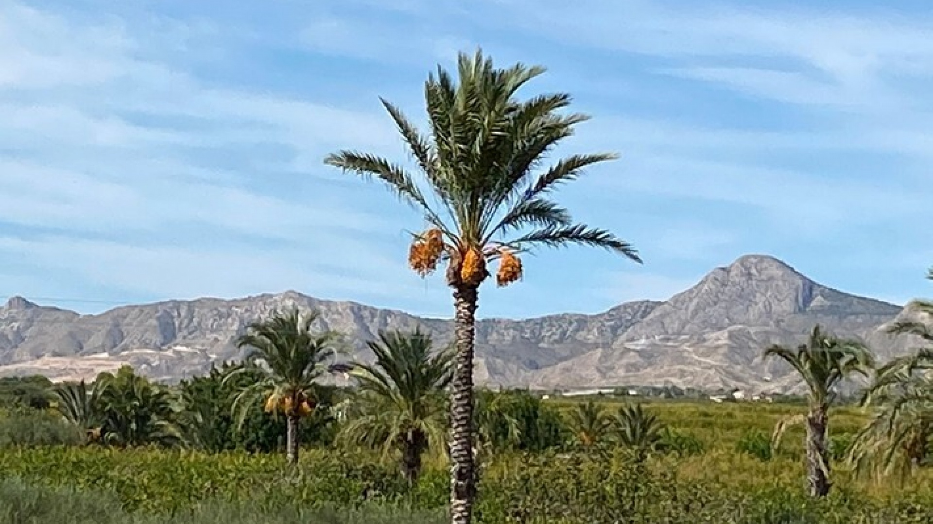 Wiederverkauf - Villa - Albatera - albatera