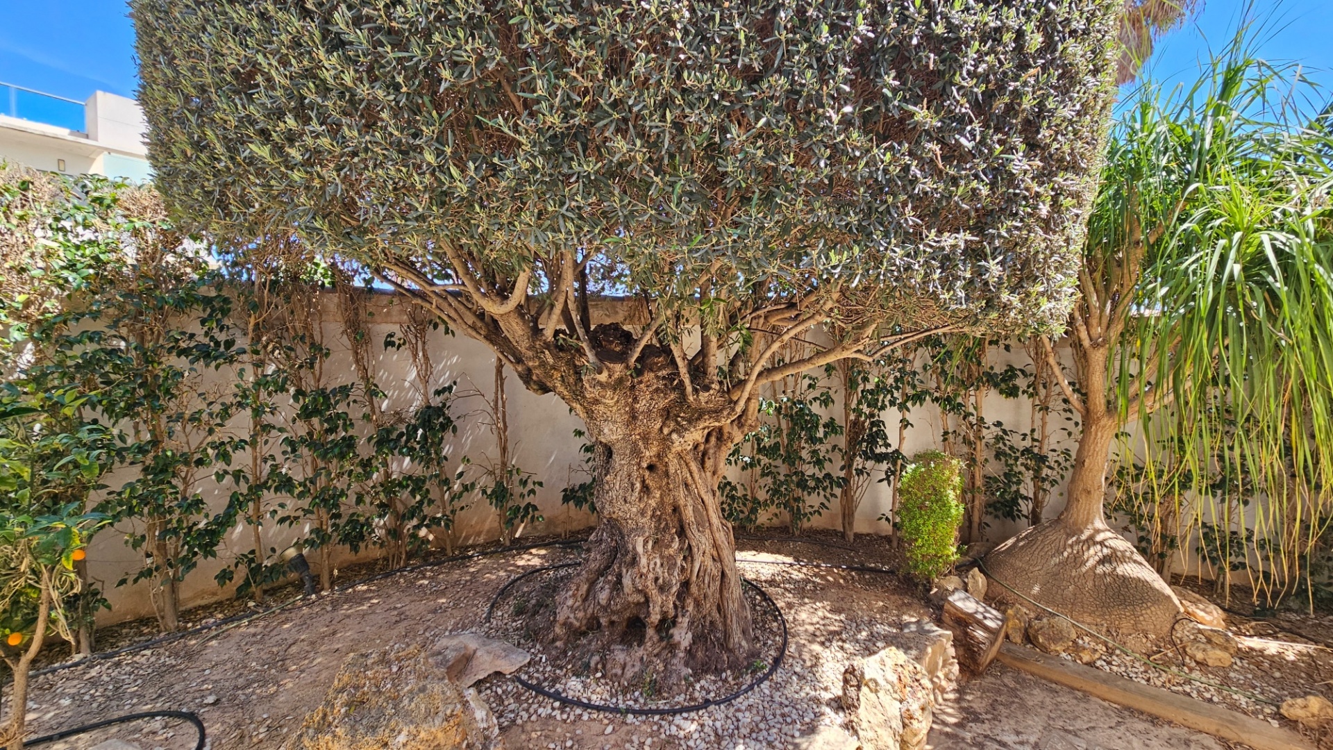 Wiederverkauf - Villa - Ciudad Quesada - Dona Pepa