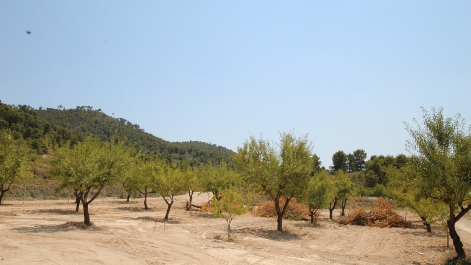 Wiederverkauf - Villa - Pinoso - Pinoso Centro
