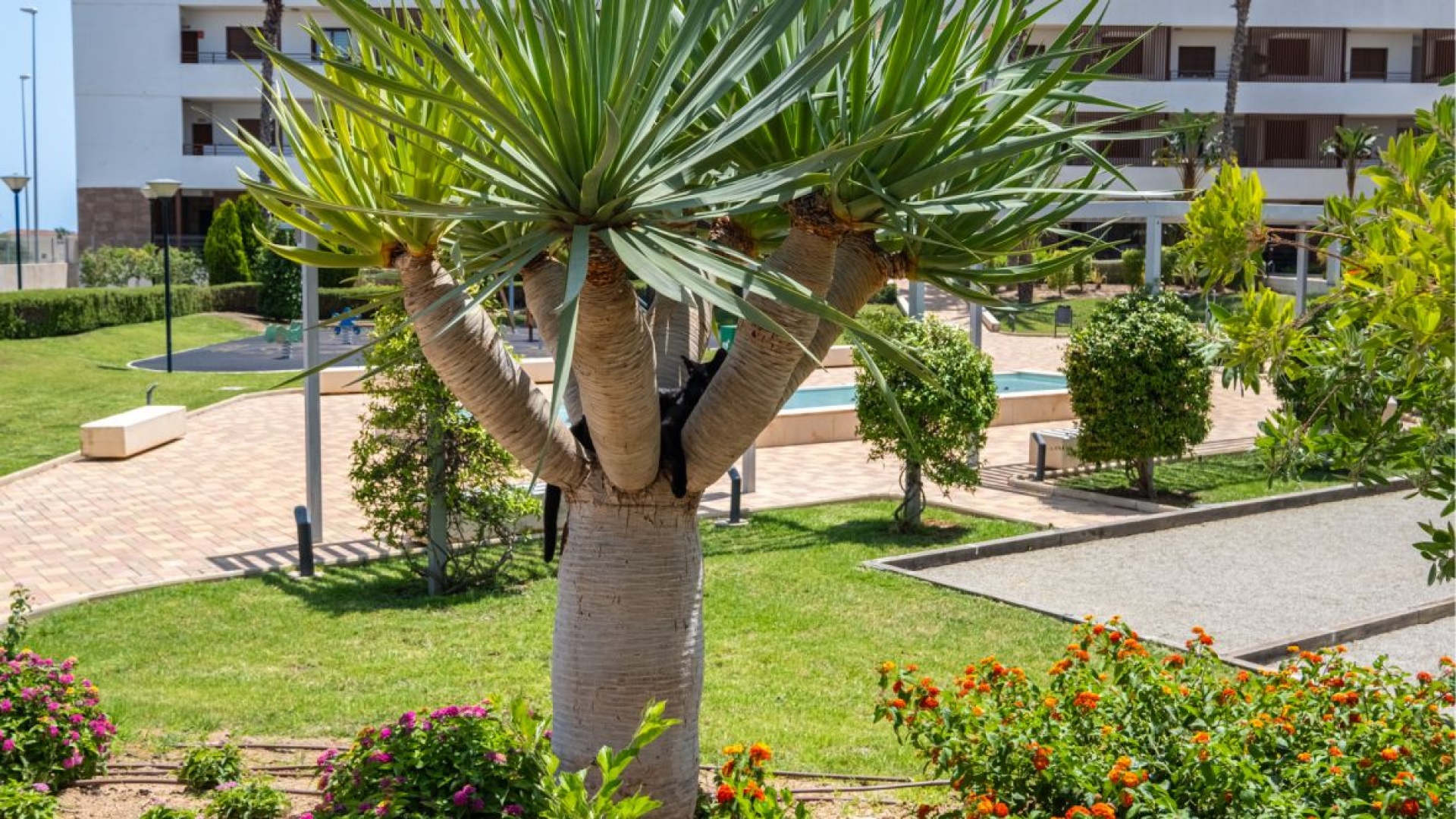 Wiederverkauf - Wohnung - Cabo Roig - Lomas de Cabo Roig