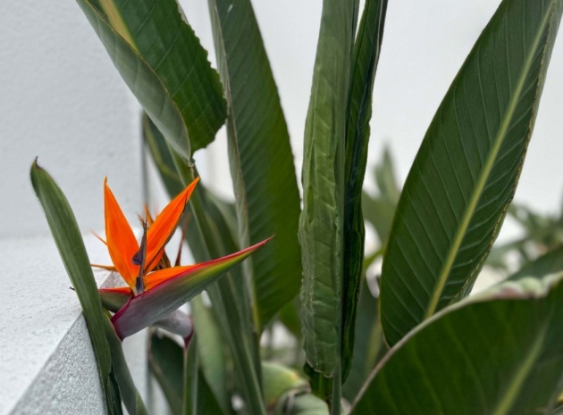 Wederverkoop - Villa - Los Balcones