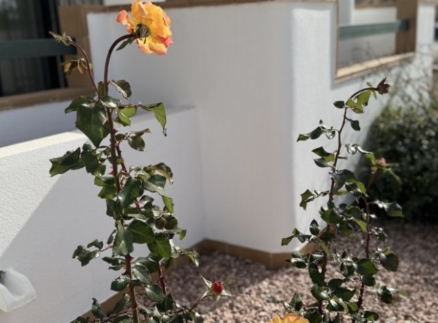 Resale - Apartment - Campoamor