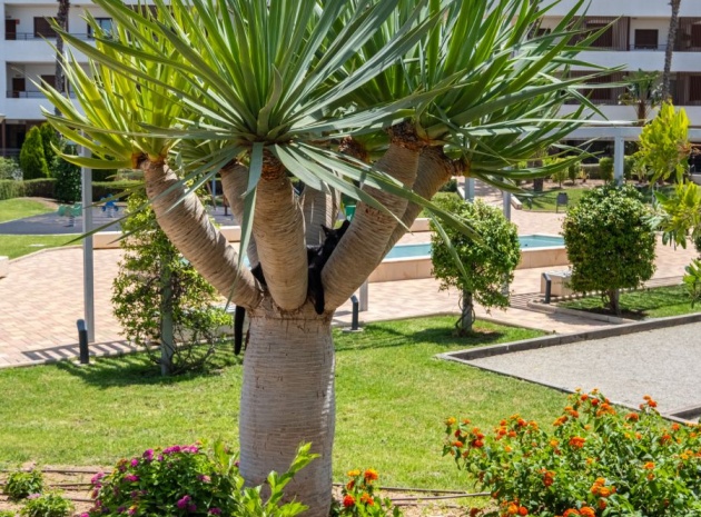 Revente - Appartement - Cabo Roig - Lomas de Cabo Roig