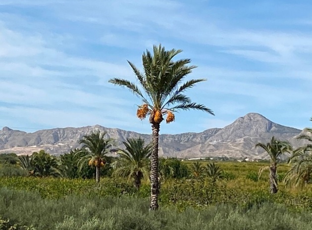 Wiederverkauf - Villa - Albatera - albatera