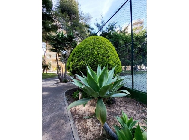 Resale - Apartment - Campoamor - Dehesa de Campoamor