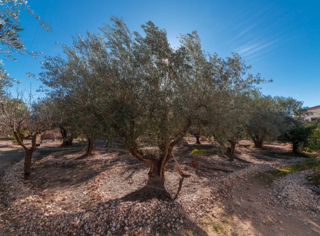 Revente - Villa - Albatera - albatera