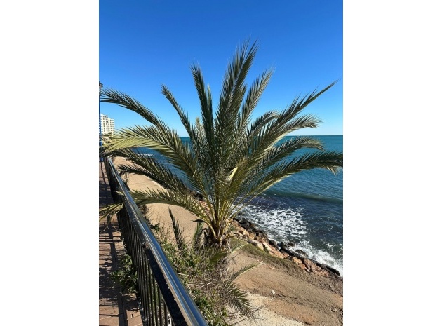 Revente - Appartement - Punta Prima - La Recoleta