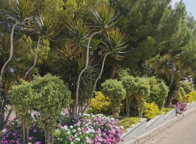 Wederverkoop - Appartement - Campoamor