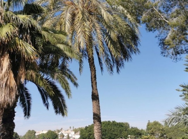 Wederverkoop - Appartement - Campoamor