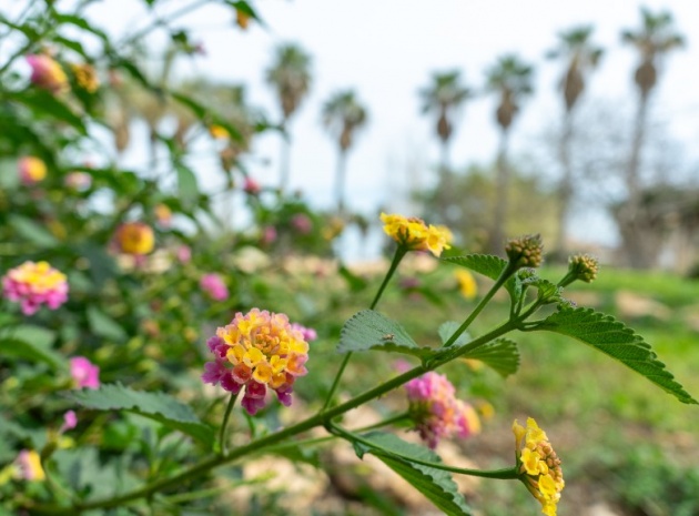 Revente - Villa - Los Altos