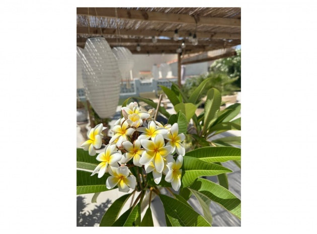 Revente - Villa - Torrevieja - san luis