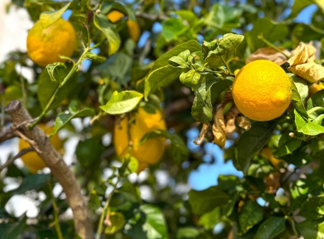 Resale - Villa - Villamartin - El Galan