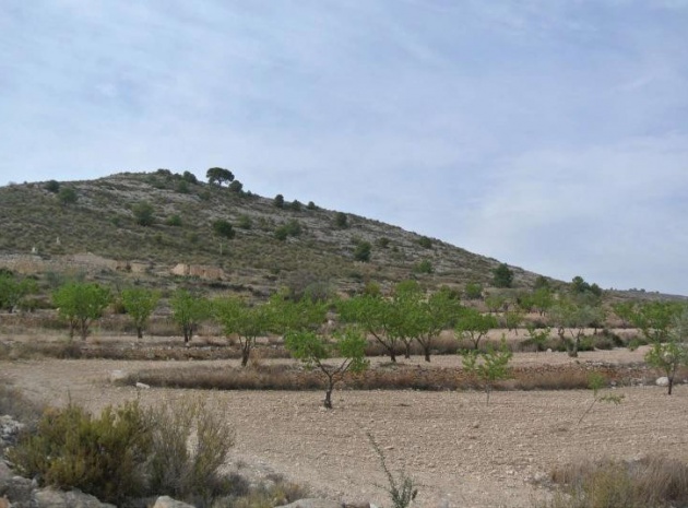 Revente - Terre - Jumilla - Jumilla Centro