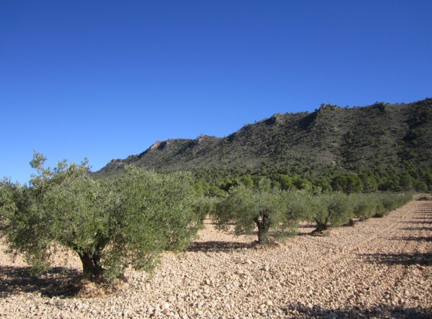 Revente - Terre - Yecla - Yecla Centro