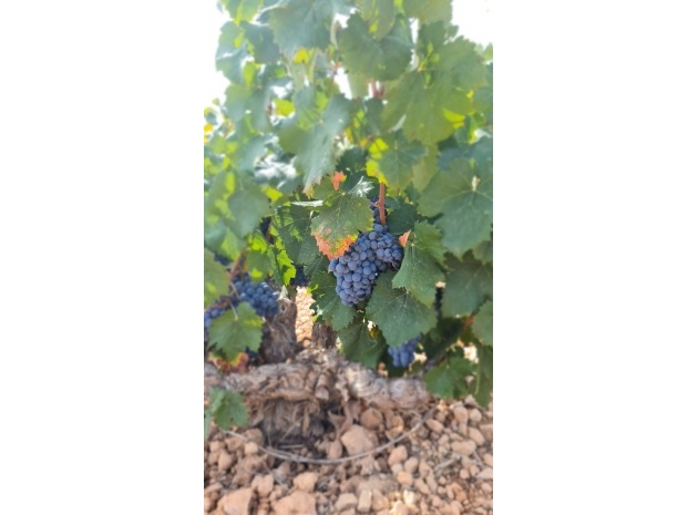 Återförsäljning - Landa - Abanilla - Abanilla Centro